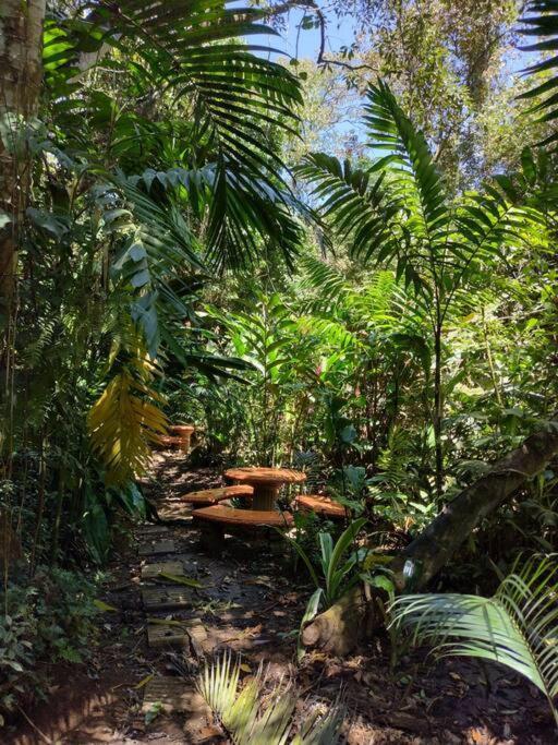 Eco Tambor Tucanes *