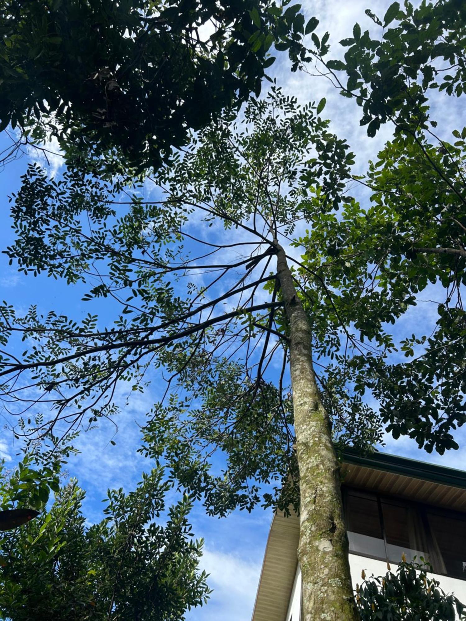 Eco Tambor Tucanes Tambor (Alajuela)