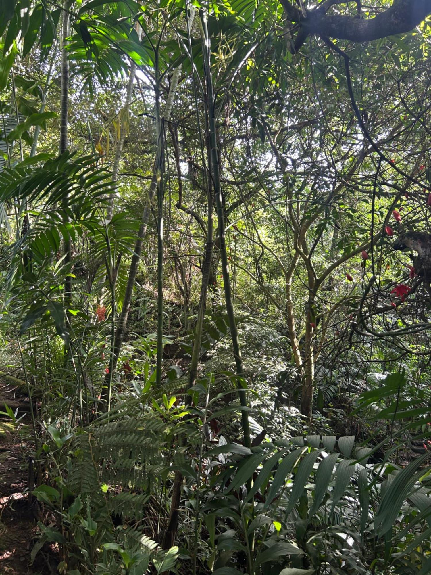 Eco Tambor Tucanes